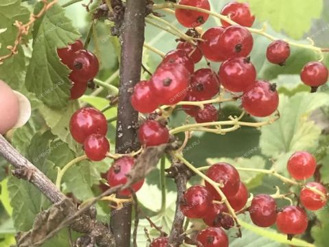 dacha-snt-50-let-oktyabrya фото