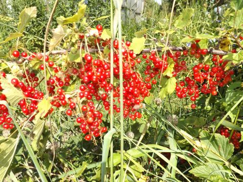 dom-poselok-vatomskiy-gorodskoy-okrug-bor фото