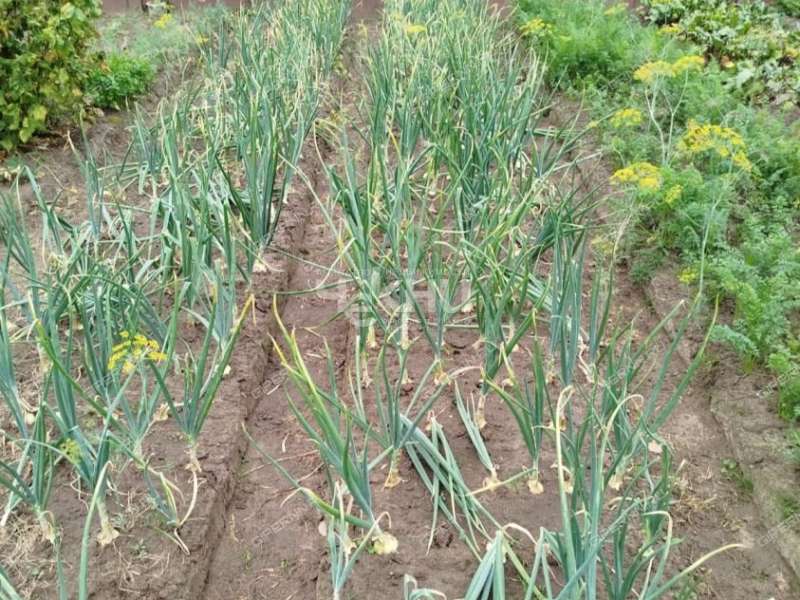 дача на Дорожной улице город Городец