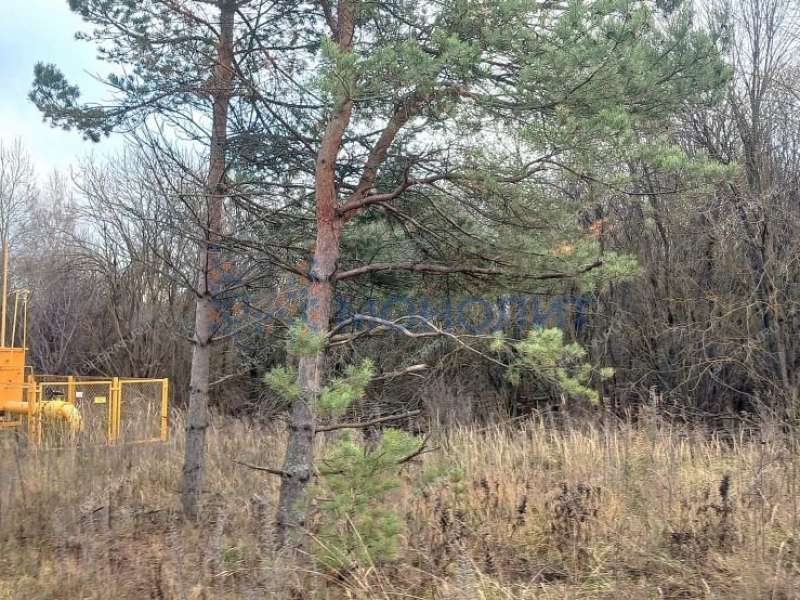 земельный участок 619 соток - деревня Хмелевая Поляна