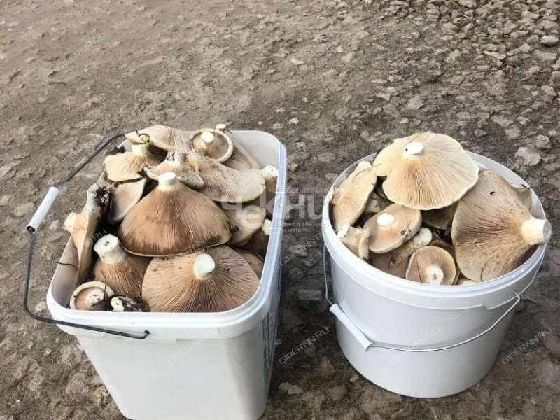 дача на СТ Пластик город Дзержинск