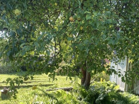 dacha-rabochiy-poselok-dalnee-konstantinovo-dalnekonstantinovskiy-rayon фото