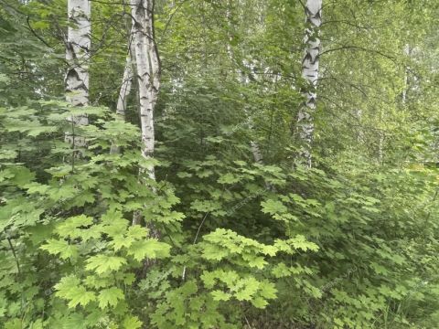 derevnya-klimotino-gorodskoy-okrug-chkalovsk фото