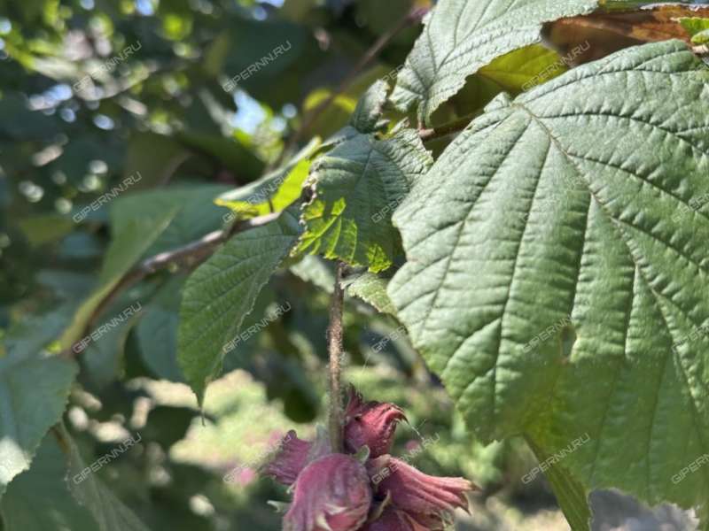 дача на СНТ Приволжье-2 сад город Кстово
