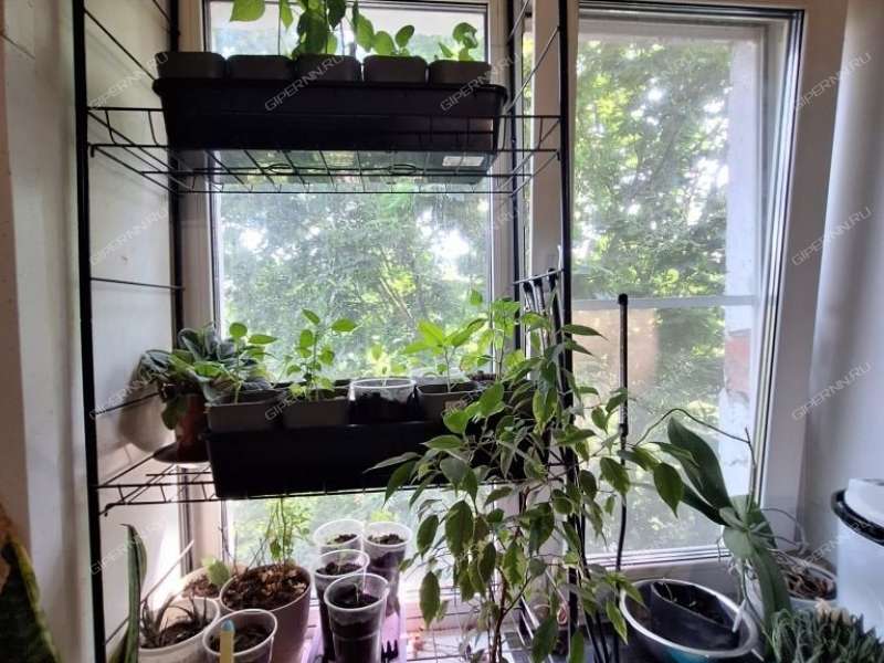 однокомнатная квартира на улице Бекетова дом 37