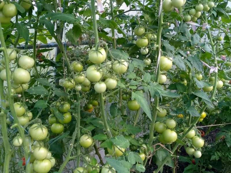 дом на Шоссейной улице село Богоявление