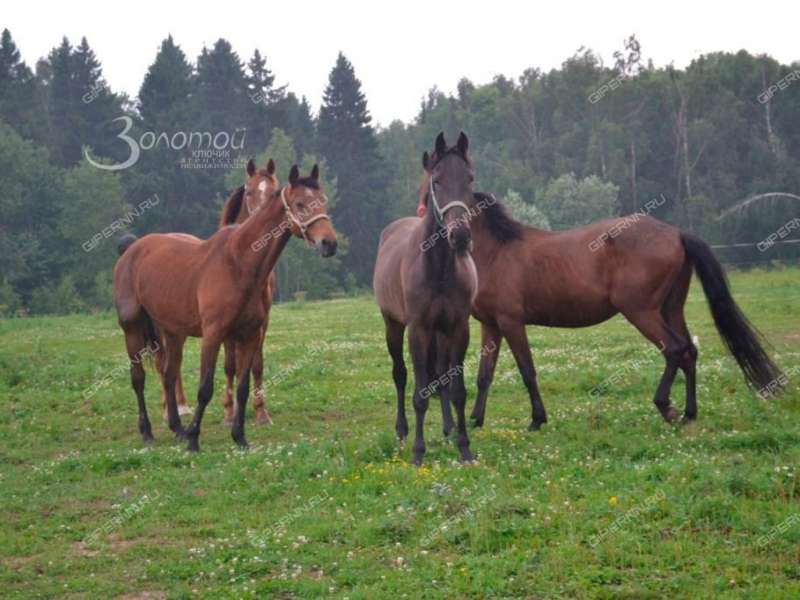 двухкомнатная квартира на Подворной улице дом 1