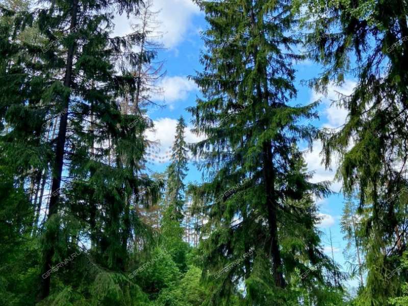 земельный участок 20 соток - деревня Фалино-Пестово