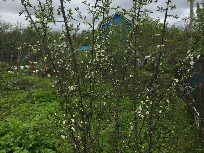 земельный участок 6 соток СНТ 10 посёлок при станции Шониха